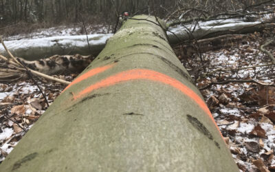 Einsatz: Baum auf Weg