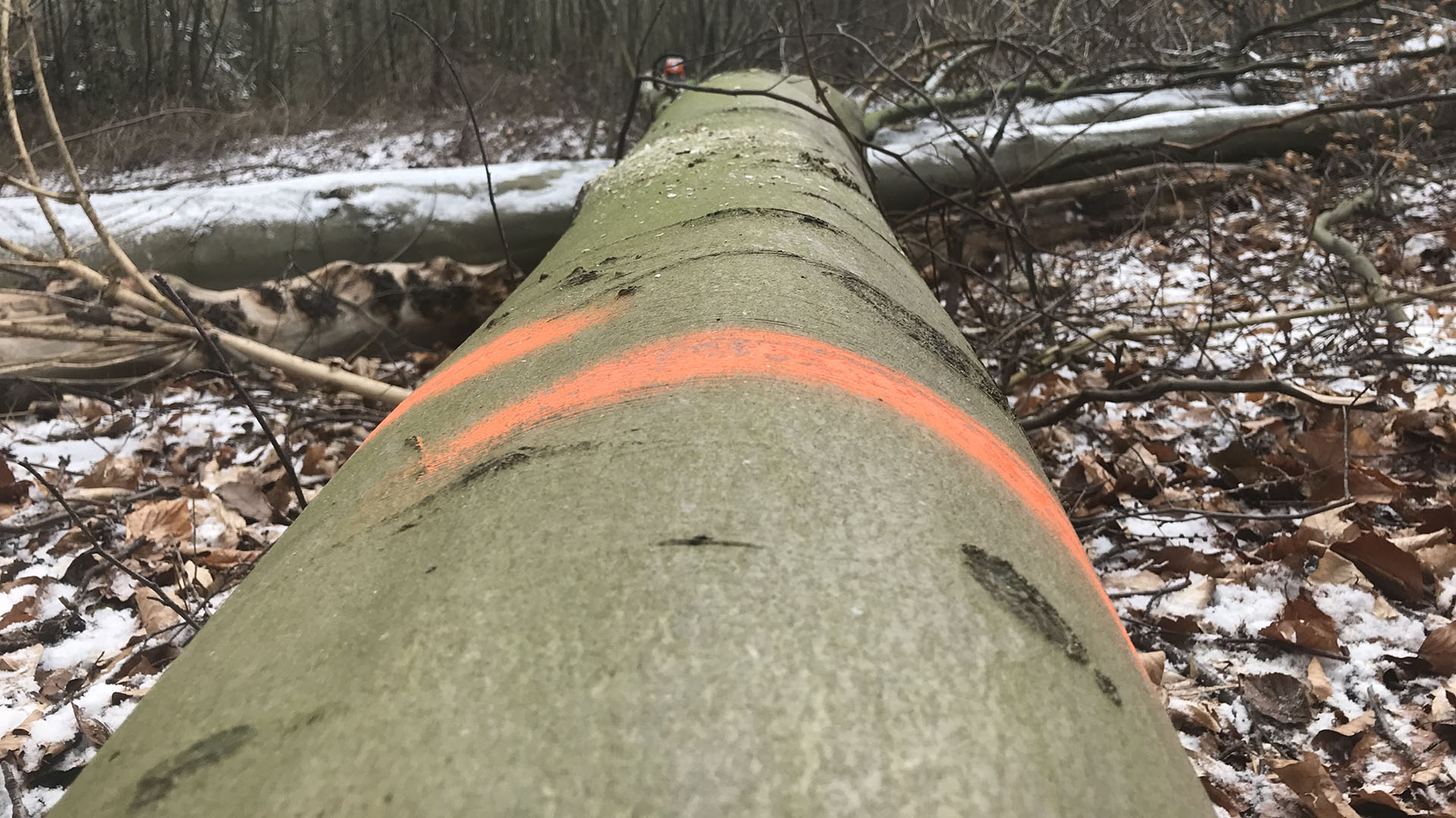 gefällter Baum liegt auf dem Waldboden